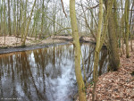 Dinkel